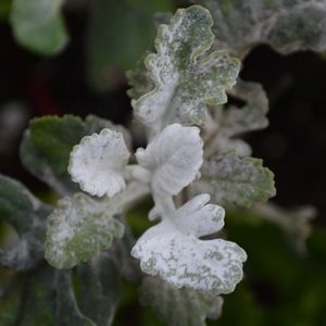 Meet your Posher, Benjamin